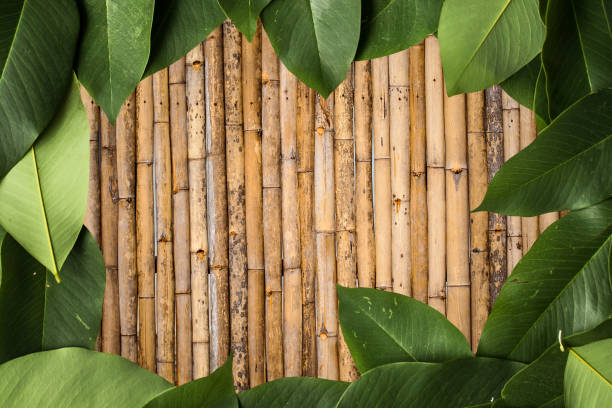 istock Green leaves on wooden background 685871200