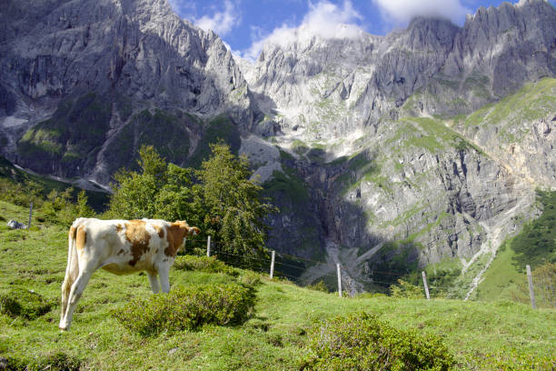 istock Cow stands in front of mountain ridge 685871648