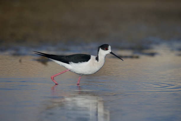 istock Black-winged stilt, Himantopus himantopus 685873482