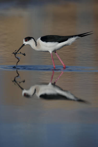 istock Black-winged stilt, Himantopus himantopus 685873506