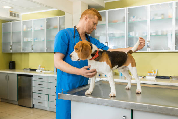 istock veterinary examing cute beagle dog at clinic 685874342