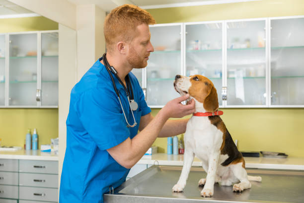 istock veterinary examing cute beagle dog at clinic 685874454