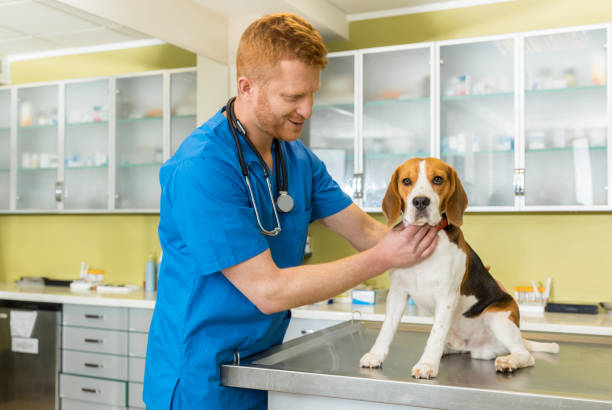 istock veterinary examing cute beagle dog at clinic 685874552