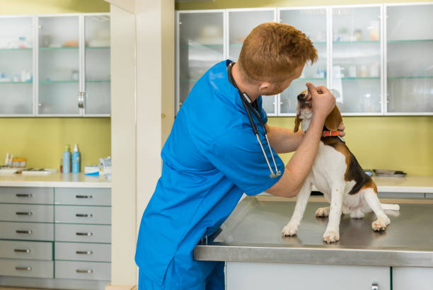 istock veterinary examing cute beagle dog at clinic 685874644