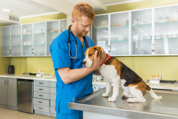 istock veterinary examing cute beagle dog at clinic 685874730