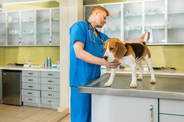 istock veterinary examing cute beagle dog at clinic 685874814