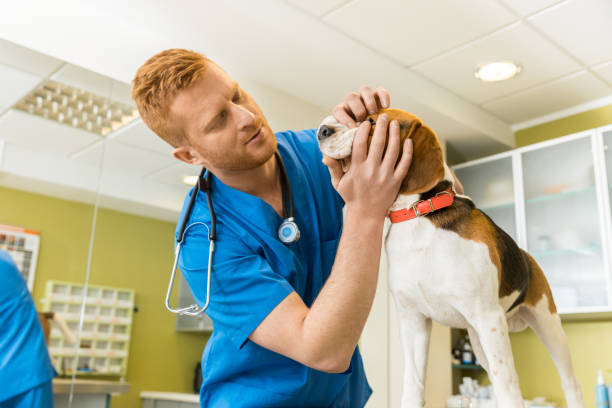 istock veterinary examing cute beagle dog at clinic 685875182