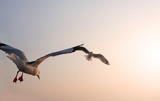 flying seagulls in the sky.