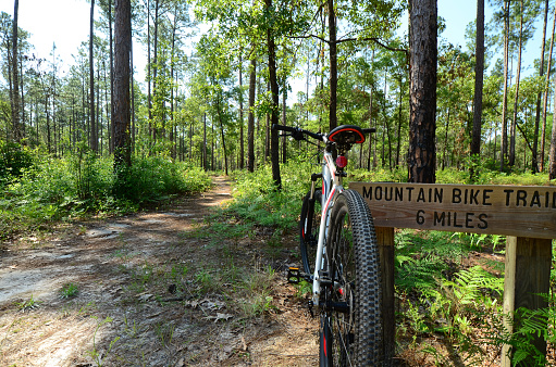 A sandy trail winds through a pine forest, with a red and silver off-road bike leaned against a wood in the foreground. Photo taken in the Blackwater River area of Florida