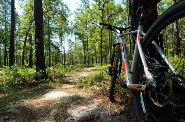 istock Mountain bike leaned against tree at trail through pine forest 685875642