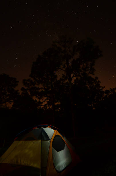 istock Nighttime tent camping with pine tree silhouetted against starry sky 685876288