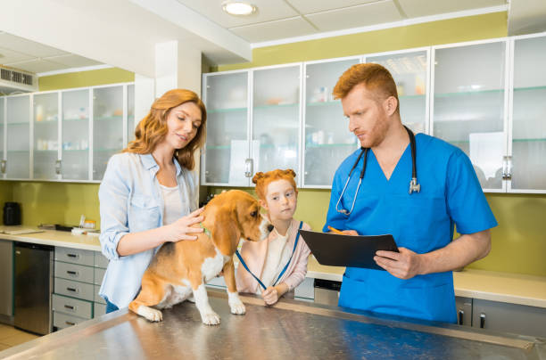istock Veterinary examining Beagle dog at clinic 685876678