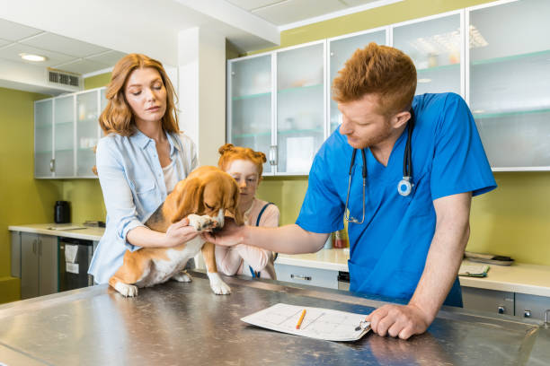 istock Veterinary examining Beagle dog at clinic 685877050