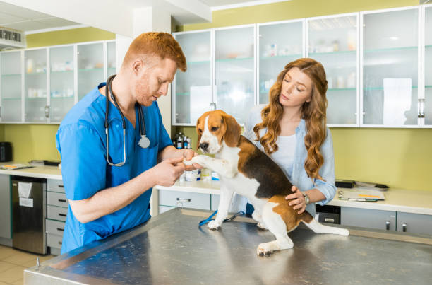 istock Doctor examining Beagle dog with woman assistant 685878130