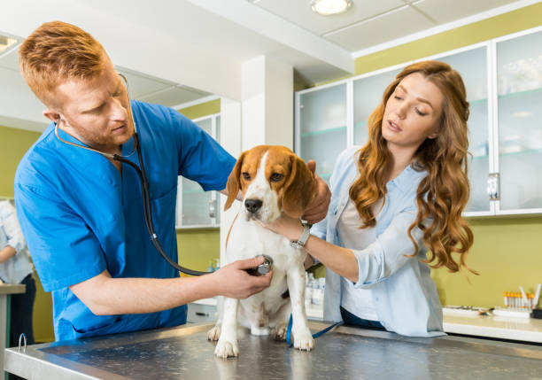 istock Doctor examining Beagle dog with woman assistant 685878332