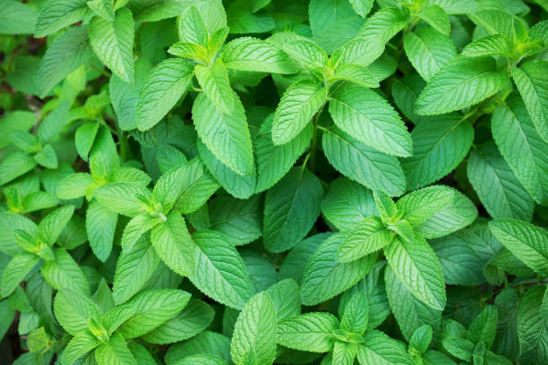 sfondo campi spearmint - menta verde foto e immagini stock