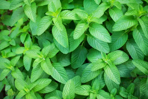 Spearmint fields background