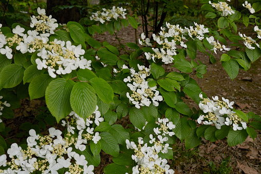 Viburnum plicatum flower