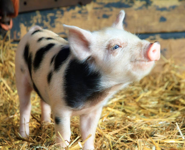 Happy piggy Very cute little newborn piggy pig (sus scrofa) in a petting zoo in the Netherlands petting zoo stock pictures, royalty-free photos & images