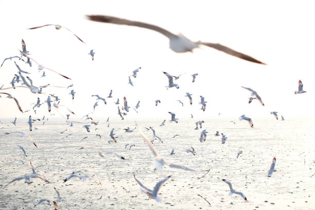 istock Hundreds of seagulls flying in the sky at sunset. 685881762