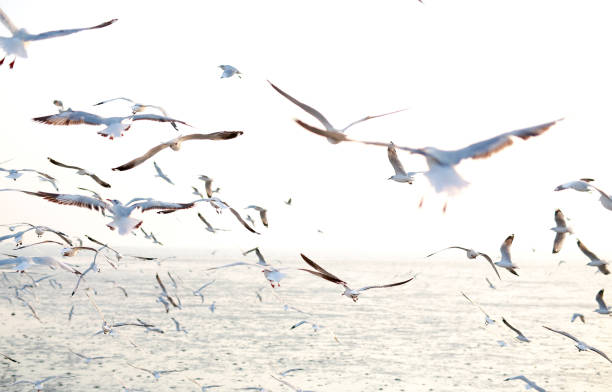 istock Hundreds of seagulls flying in the sky at sunset. 685881926