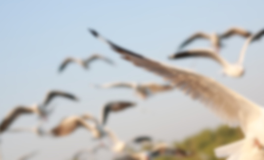 Blur image of Seagulls flying in the sky at sunset.