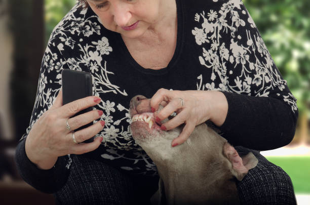 reife frau schießt hunde zähne für televeterinary - weimaraner dog animal domestic animals stock-fotos und bilder