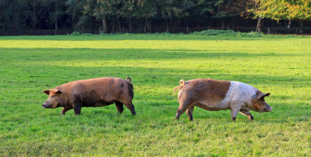 istock Left and right pigs in a field 685882142