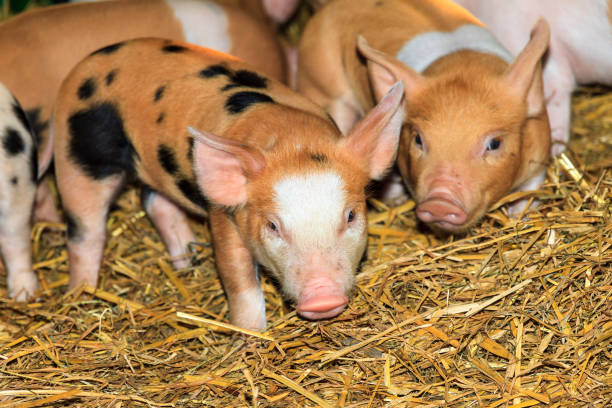 istock brown piglets at the farm 685882376