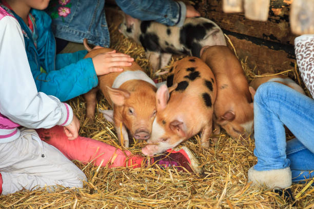 dzieci pieszczoty prosięta - pets baby young animal child zdjęcia i obrazy z banku zdjęć