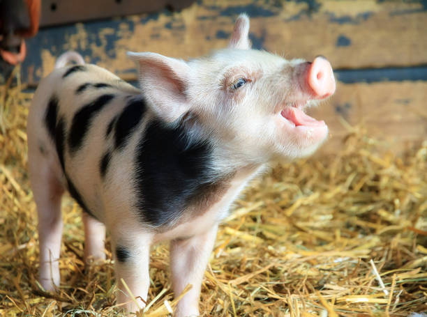 istock Happy little piggy 685884440