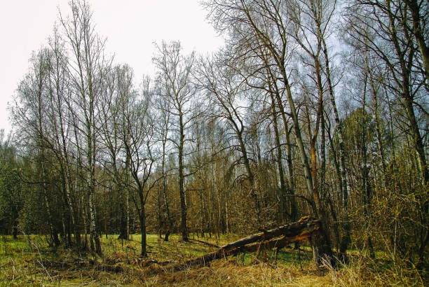 The forest in Russia in the early spring, Tula oblast