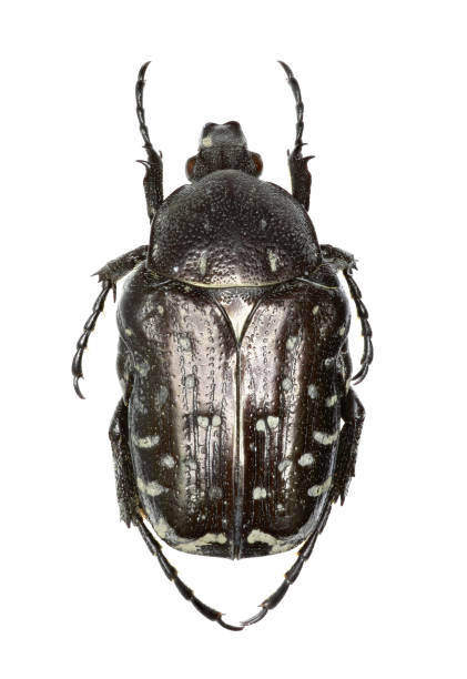 istock Mediterranean Spotted Chafer on white Background  -  Oxythyrea funesta  (Poda, 1761) 685885624