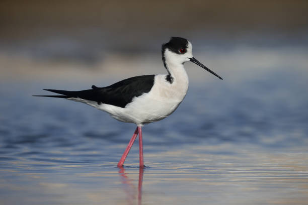 istock Black-winged stilt, Himantopus himantopus 685885968