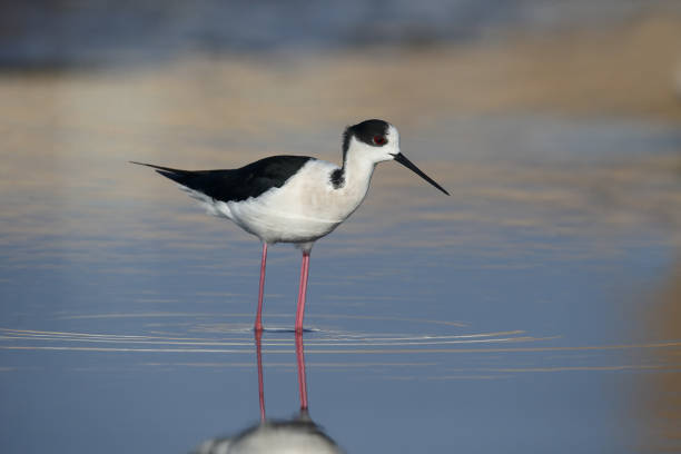 istock Black-winged stilt, Himantopus himantopus 685886282
