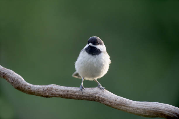 istock Dark tit, Parus lugubris 685886296