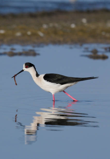 istock Black-winged stilt, Himantopus himantopus 685886444