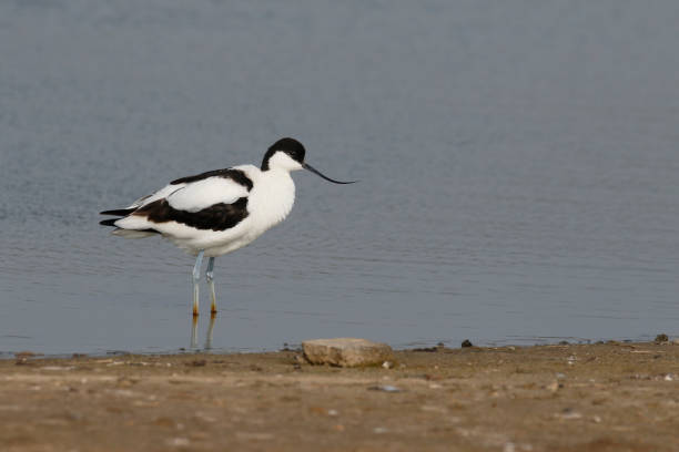 istock Pied avocet, Recurvirostra avosetta 685886746