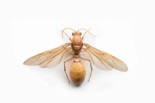 Photo of Subterranean ants , Flying ants on white background.