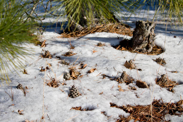 pinha na floresta de neve - january pine cone february snow - fotografias e filmes do acervo