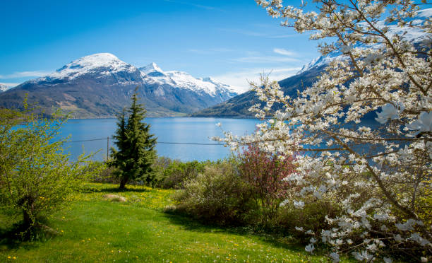 istock Panorama of Nordfjord with blossoming apple tree, Norway 685887548