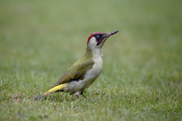 Green Woodpecker, Picus viridis, single bird on grass, Warwickshire, April 2017