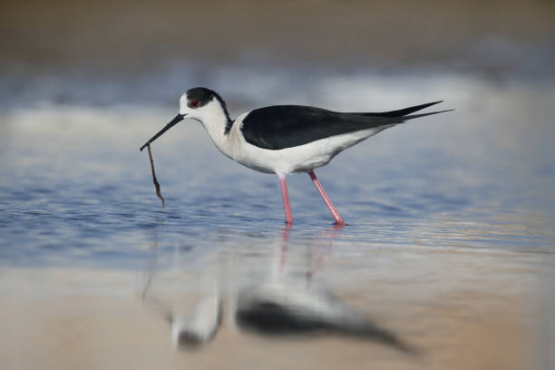 istock Black-winged stilt, Himantopus himantopus 685887624