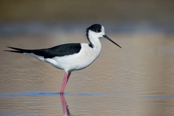 istock Black-winged stilt, Himantopus himantopus 685887716