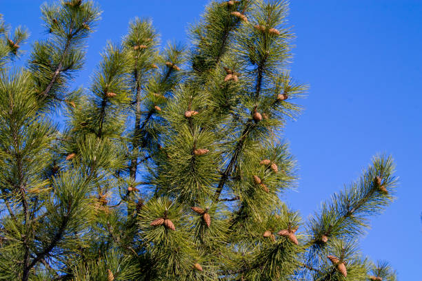 pinha na floresta de neve - january pine cone february snow - fotografias e filmes do acervo