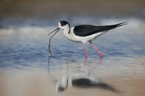 istock Black-winged stilt, Himantopus himantopus 685888896