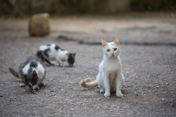 blanco gato callejero en las calles de la ciudad - color image animal sitting brown fotografías e imágenes de stock