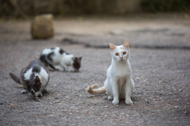 도시의 거리에 백색 길 잃은 고양이 - stray cat 뉴스 사진 이미지