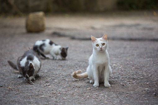 White stray cat on the streets of the city