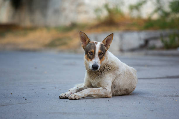 도시 거리에 길 잃은 잡종 개 - dog stray animal depression sadness 뉴스 사진 이미지